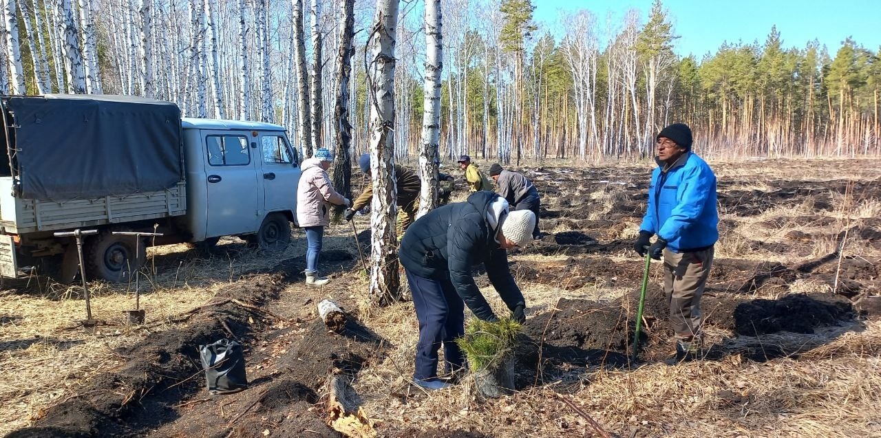 Лесники Троицкого и Увельского лесхозов высадили саженцы сосны на 8  гектарах | 17.04.2023 | Увельский - БезФормата